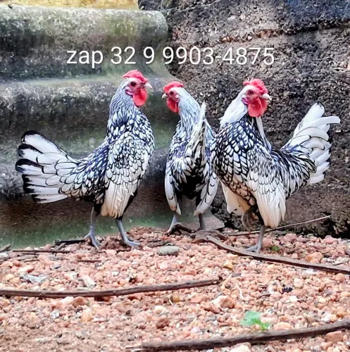 3 Galos da raça sebright prata conhecido por zebraite miniatura 