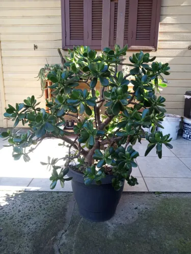 Planta da alegria