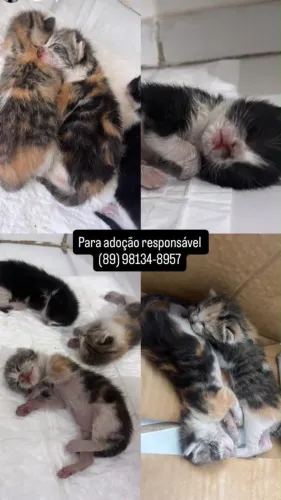 Gatinhos para adoção