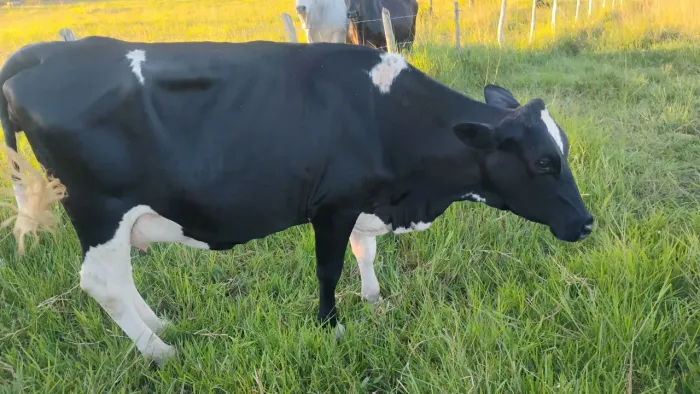 Vaca com bezerra/ em Estância 