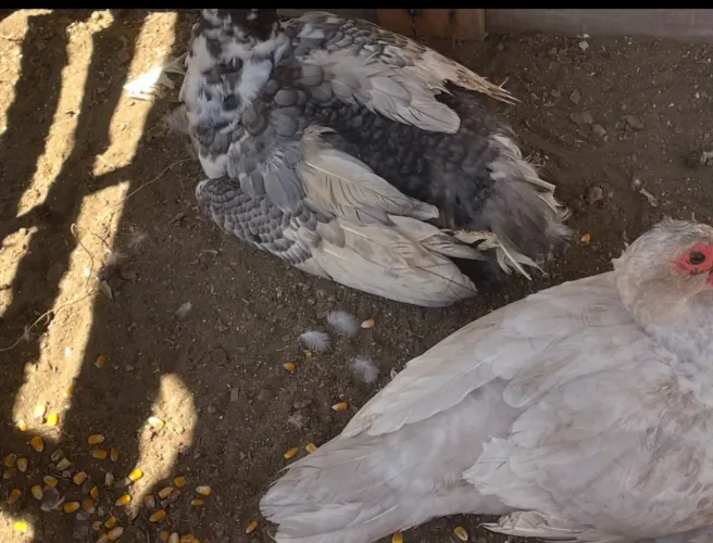 Patos