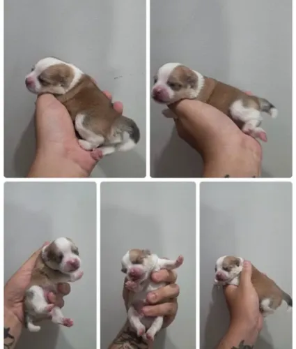 Vende-se filhote macho Lulu da pomerania