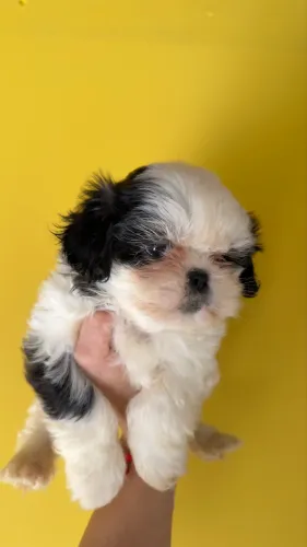 Shih Tzu filhote macho