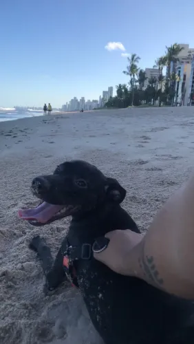 Cachorro