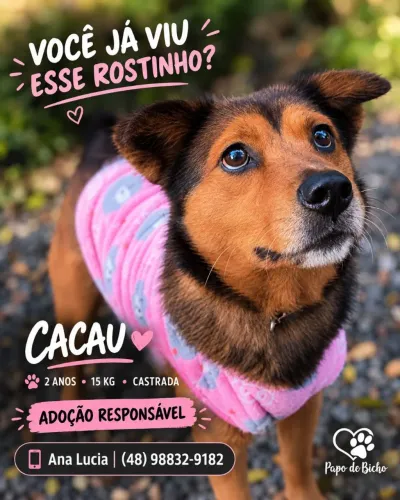 Cacau para adoção
