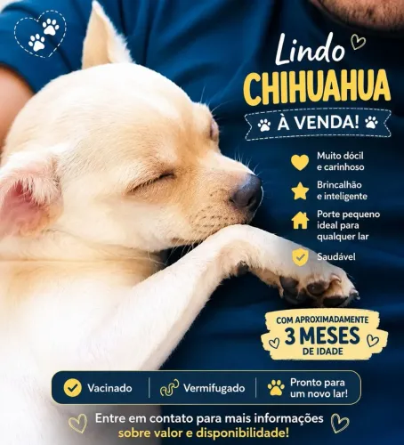 Lindo Cachorro Chiauhaua