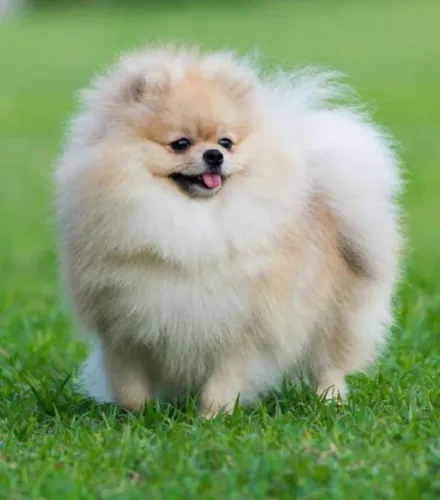Filhotes de Spitz Alemão | Fofura que conquista de imediato.