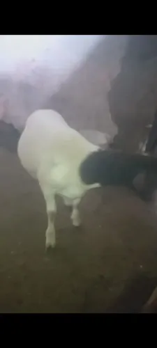 Borregos dorpe puro sem rg