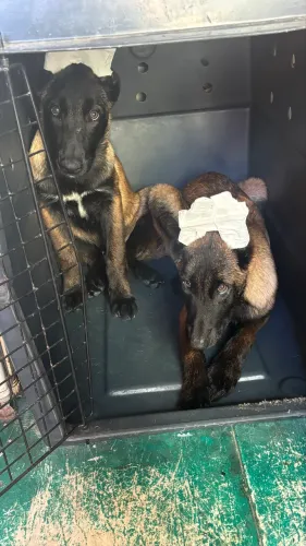 Malinois a venda 