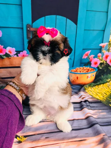 Shih tzu Fêmea pedigree e microchip