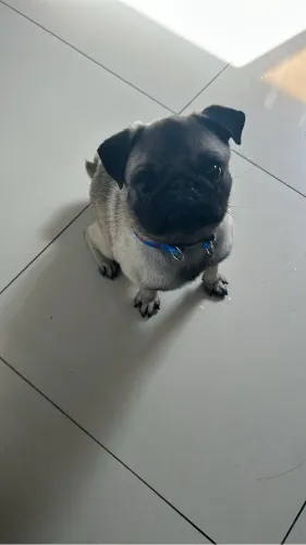 Vendo pug 