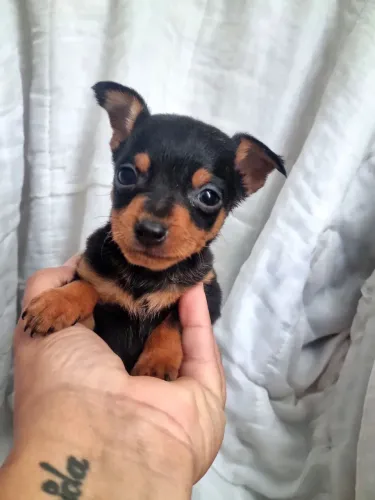 Pinscher menor tamanho parcelamos