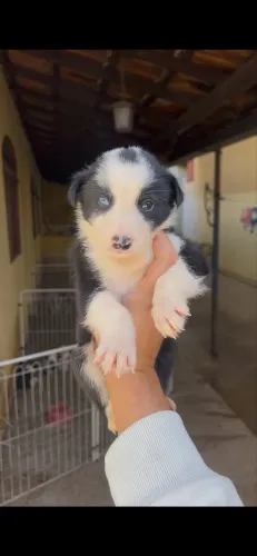 Filhote Border collie Macho preto e branco com heterocromia