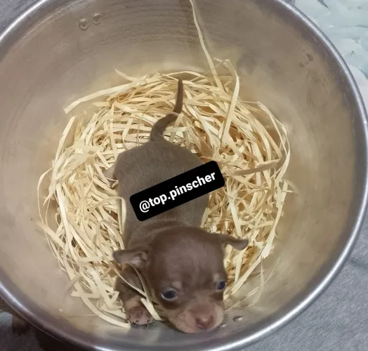 Pinscher Miniatura