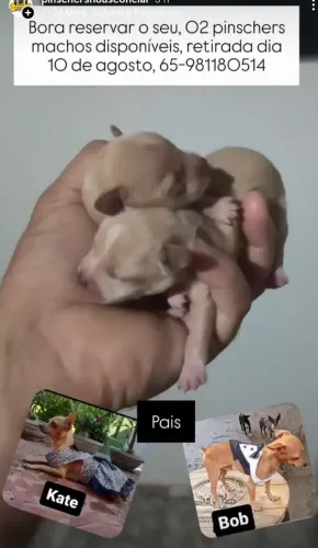Filhotes de pinscher MACHOS exóticos