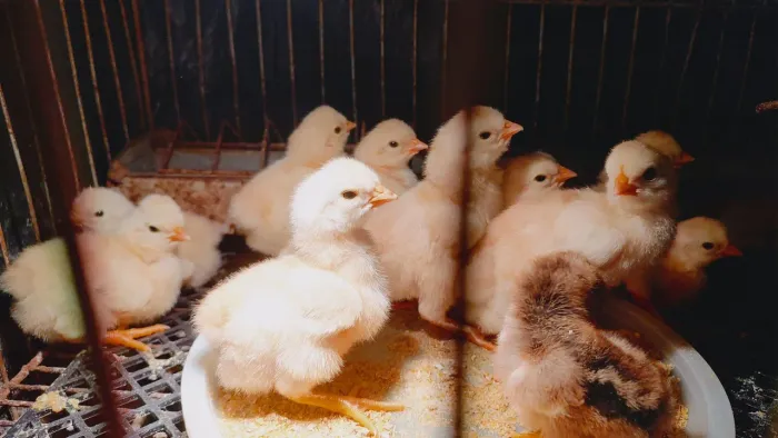 Pintinhos GSB Galinha Balão de Baixa Grande.