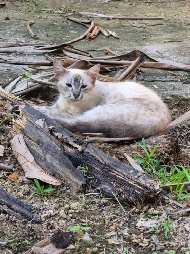 Gatinhos para Adoção