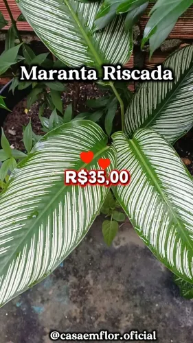 Maranta Riscada plantas e mudas