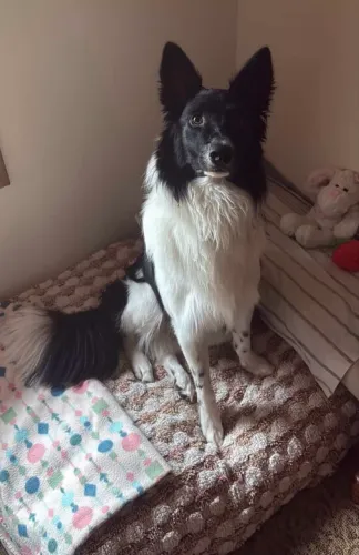 Doação de Border collie / *