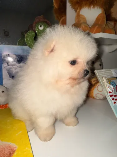 Spitz alemão anão