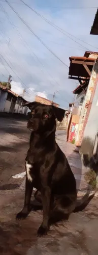 Cachorros com quase 3 anos para Adoção!!