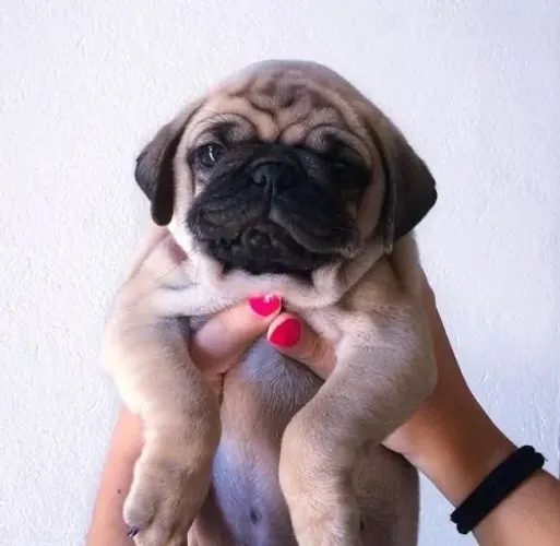 Pug - Focinho Mais Fofo Impossível 