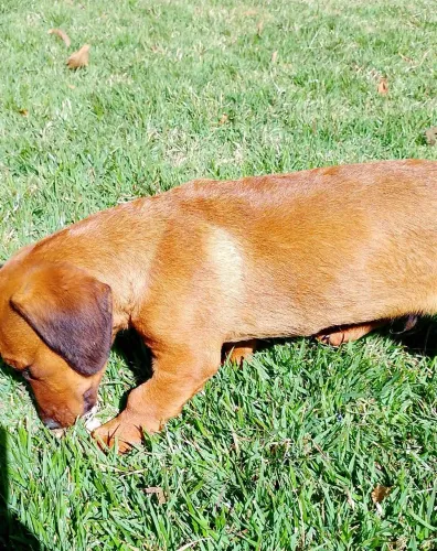 Dachshund salsicha