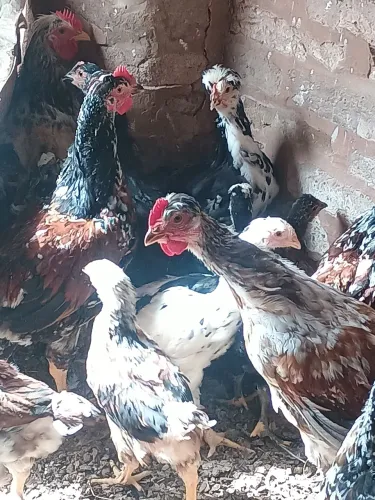 Vende-se ovos de galinha gsb balão,e também frango,ou franga começar a botar