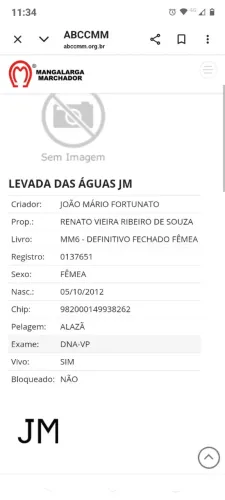 Égua manga larga marchador registrado no definitivo
