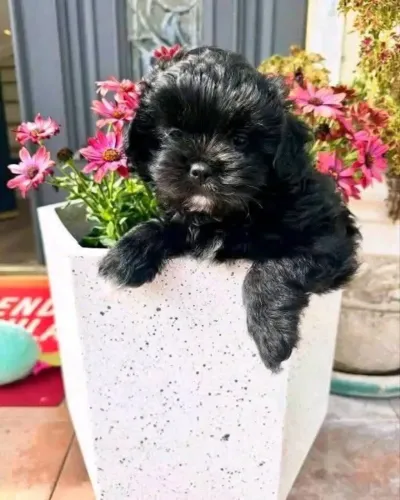 Filhotes de Shih Tzu | Mini alegria ambulante!