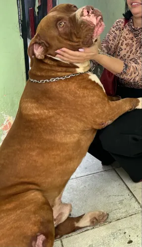 Pitbull