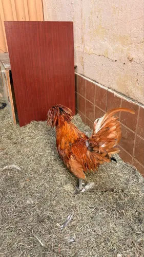 Galo polonês
