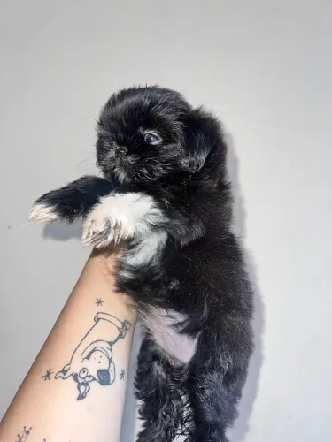 Shitzu (preto)