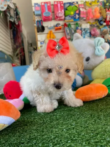 Filhote de poodle fêmimha princesa