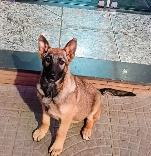 Filhote de Belga malinoa