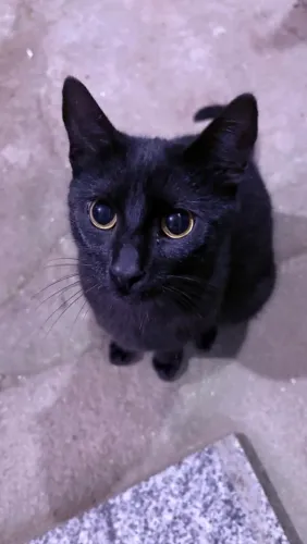 Adoção responsável- gatos