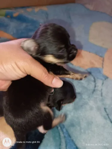 Chihuahua pelo longo fêmea