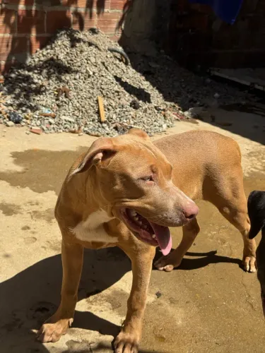 Pit bull monster