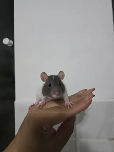 Ratos Twister filhotes