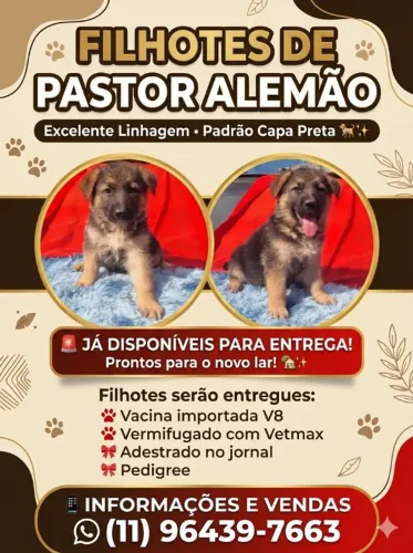 Filhote de Pastor Alemão