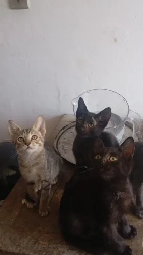 DOAÇÃO DE GATO FILHOTE