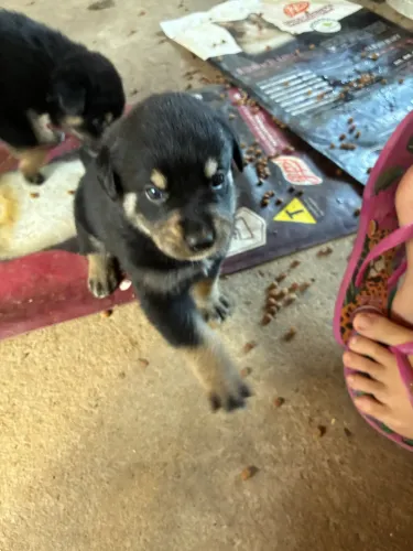 Filhote Rottweiler com pastor maremano