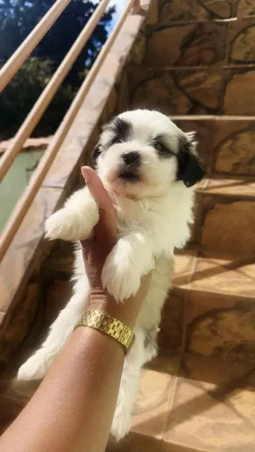 Shih Tzu carinhoso