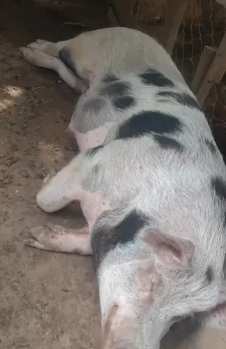 Porco pietrain 