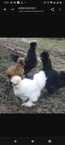Ovos e galinhas sedosas 
