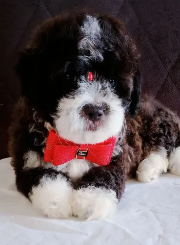 Poodle Toy Mini machinho
