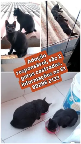 Gatas castradas para adoção
