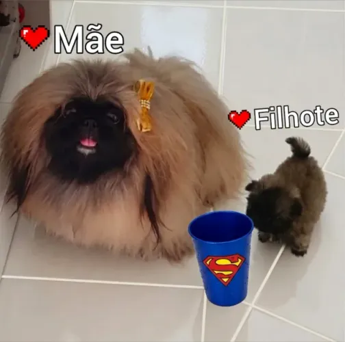 Pequinês filhote micro o menor da Olx linhagem importada