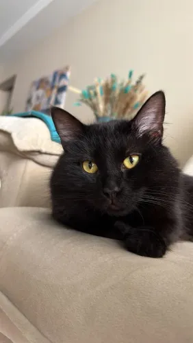 Filhote de Gato Angorá