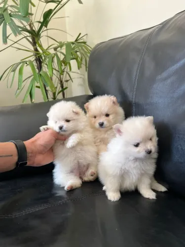 Filhote Lulu da Pomerania com pelagem linda disponível agora